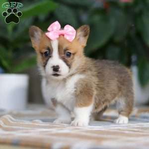 Faith, Pembroke Welsh Corgi Puppy